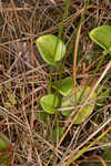 Largeleaf grass of Parnassus